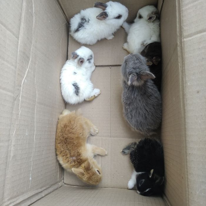 Декоративні кролики різних видів