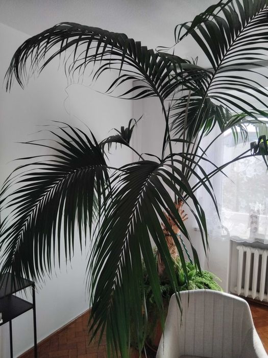 Palma, wysokość około 2,5m, szerokość około 1,8m