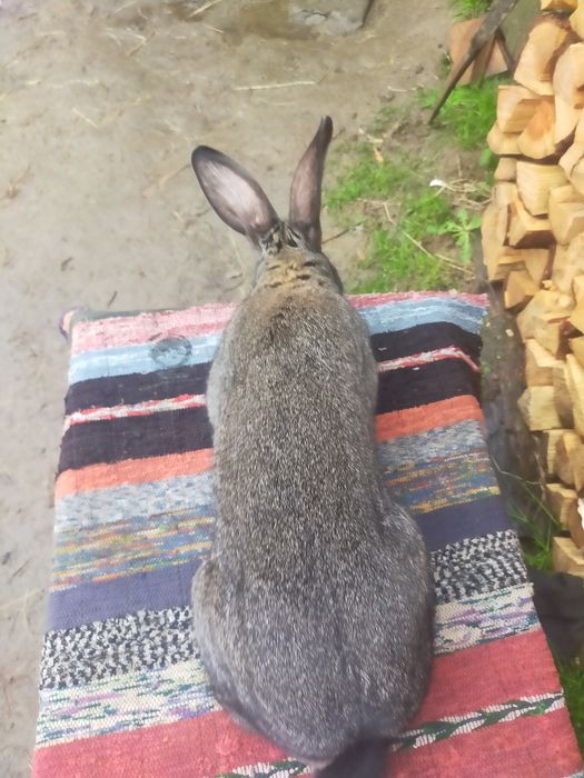 Молодий робочий самець Строкача . Кролі .