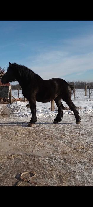 Sprzedam ogiera kary wysoki