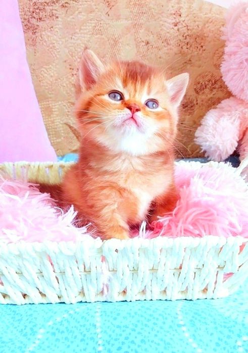 Справжній плюшевий ведмедик Золотий шоколадний шиншила хлопчик