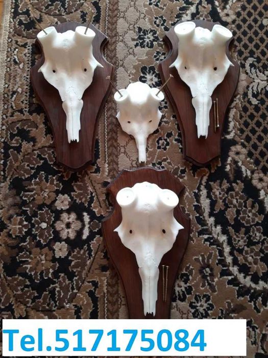 Czaszka jelenia pod zrzuty, poroże