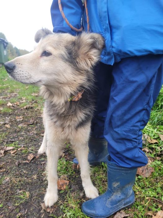 FOREST poczciwy miś o wielkim sercu