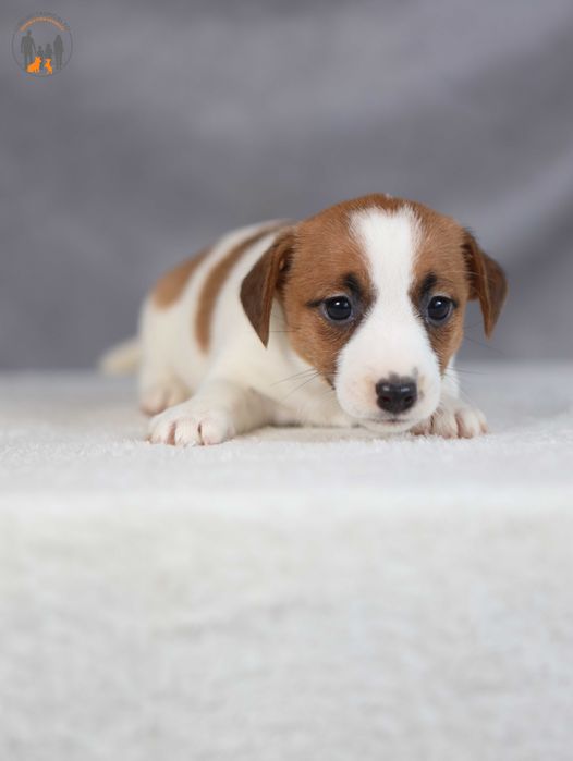 Jack Russell Terrier ZKwP FCI  w. krótki