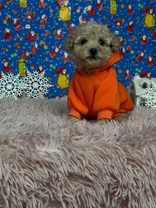 Міні Мальтіпу цуценята. Мікро теж є. Всі з чіпом, паспортом.  Найкращі