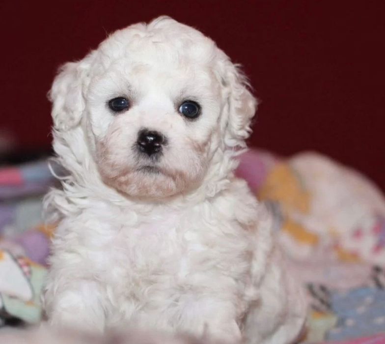 Бишон Фризе щенки супер крохи