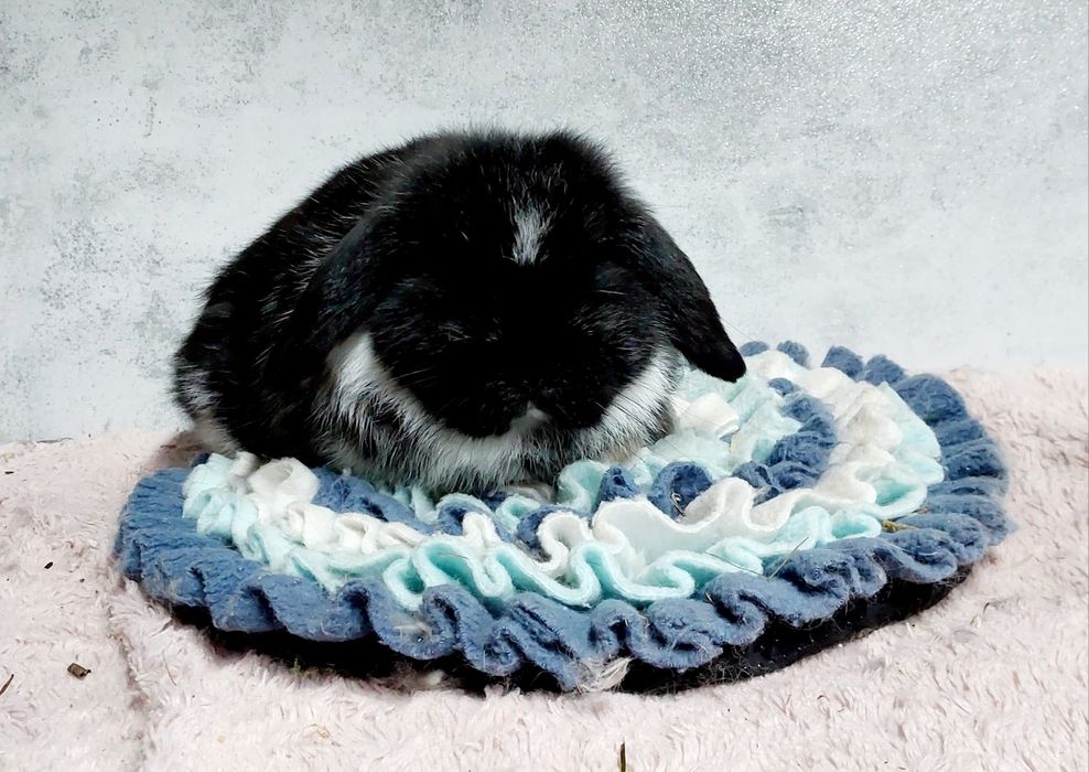 Królik mini lop baranek miniaturka karzełek