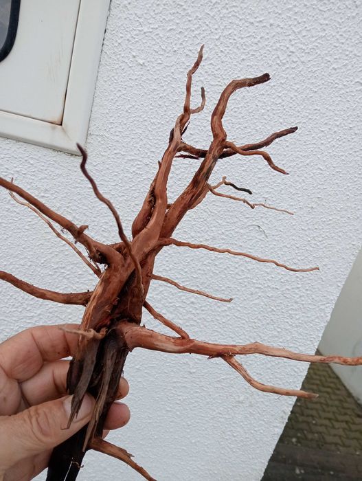 Raízes para aquário