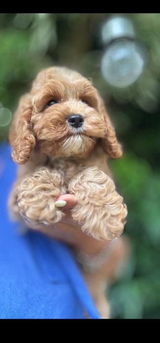 Cocapoo - cocker spaniel amerykański  I  czerwony pudelek