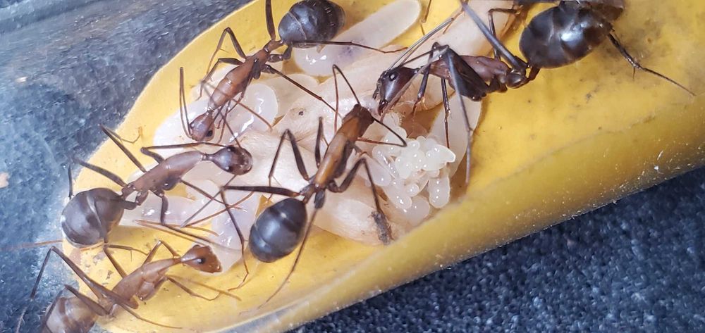 Муравьи Camponotus angusticollis купить муравьиная ферма формикарий