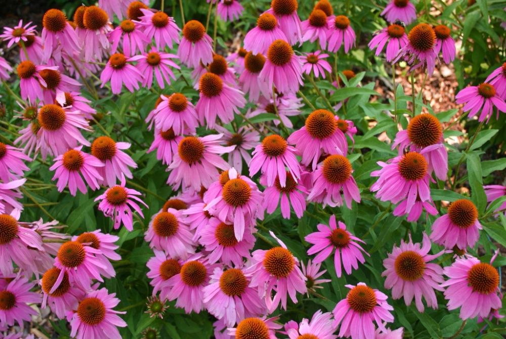 Jeżówka Purpurowa 2L