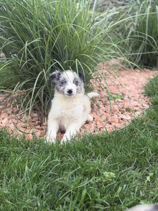 Border collie blue merle  piesek