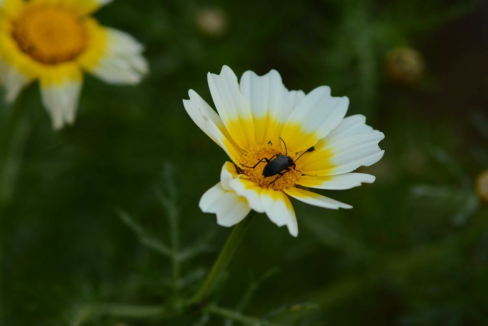 Nikon Series E 75-150 1:3.5