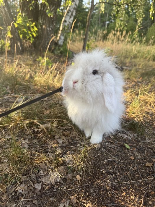 Królik Mini Lop