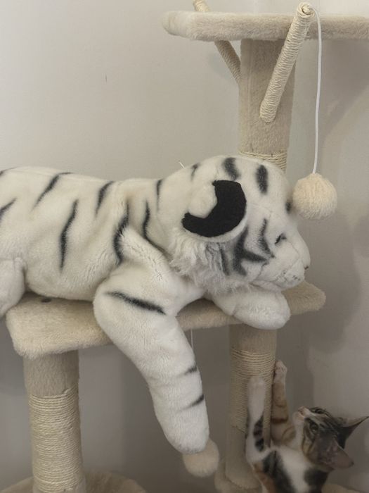 Peluxes tigre branco mae e filho