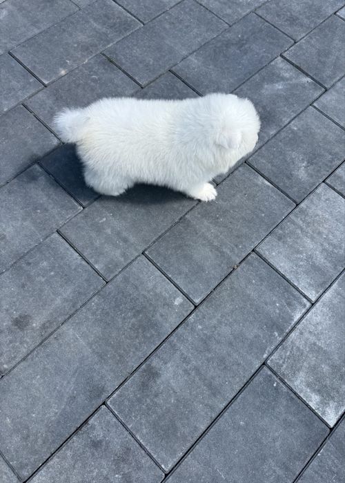 Samoyed szczeniak gotowy do odbioru