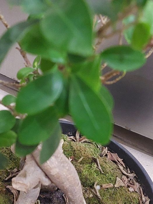 Bonsai Ficus Ginseng (Ficus microcarpa ou Ficus retusa)