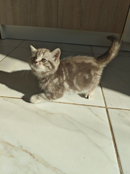 Шотландские котята
