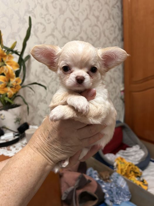 Чихуахуа мальчишка