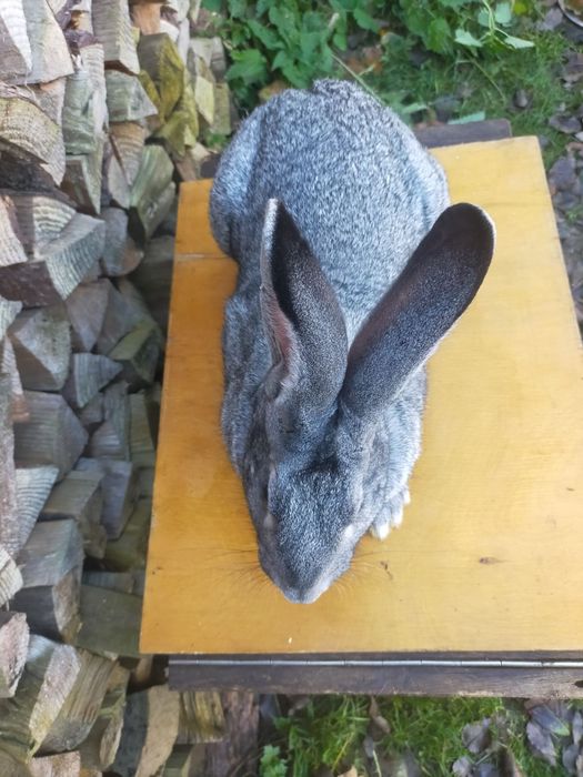 Кролі породи Шиншила. Німецький строкатий велетень.