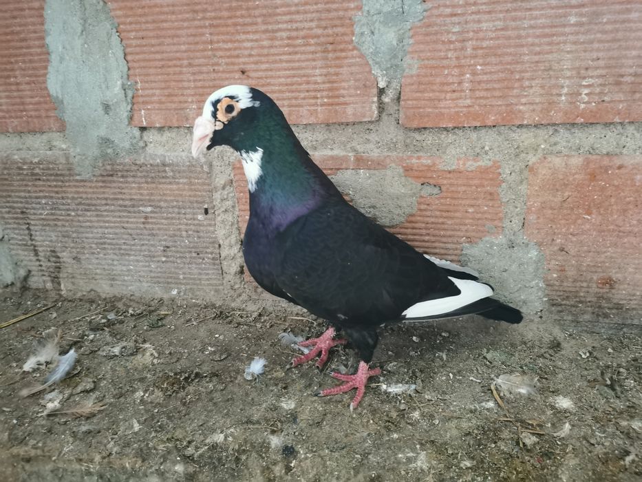 Pombo correio linha antiga