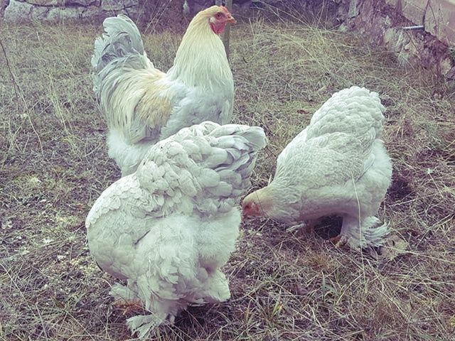 Інкубаційне яйце та курчата. Кохінхін: ізабелла, біле золото.