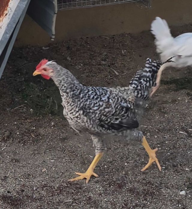 Frangos cream legbar e leghorn