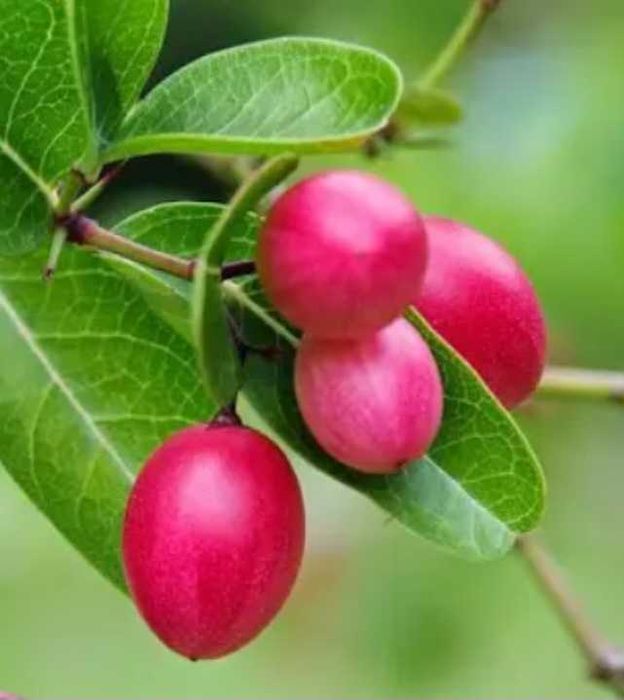 Кариса, комнатная слива.