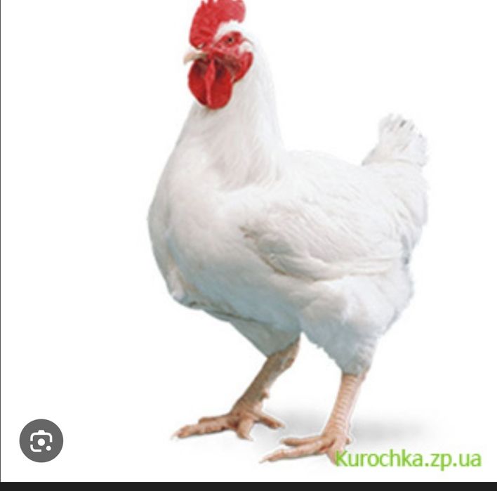 Яйце Інкубаційне