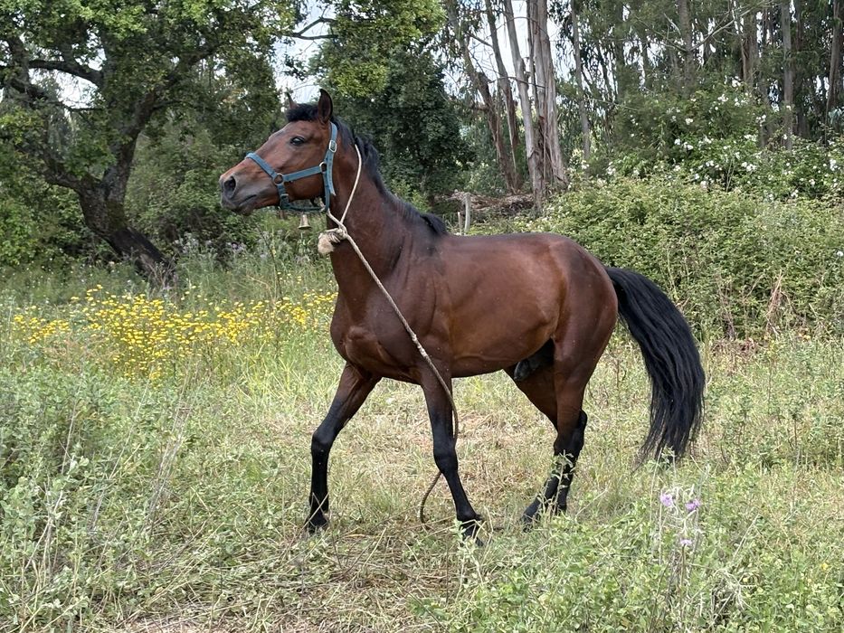 Cavalo inteiro 7 anos