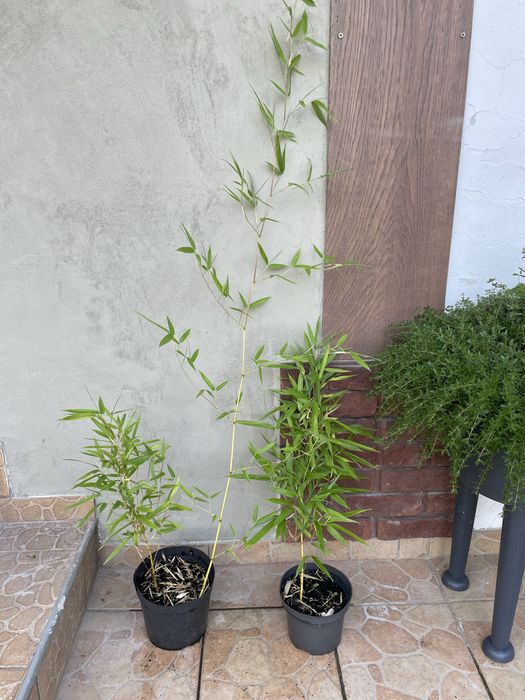 bambus phyllostachys aureosulcata aureocaulis