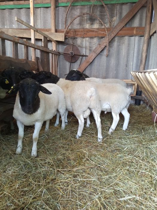 Баранчики дорпер 5 місяців