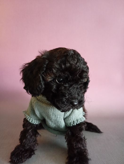 Cudooowny piesek pudel Black sable