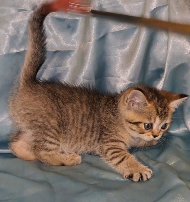 Шотландский котик табби