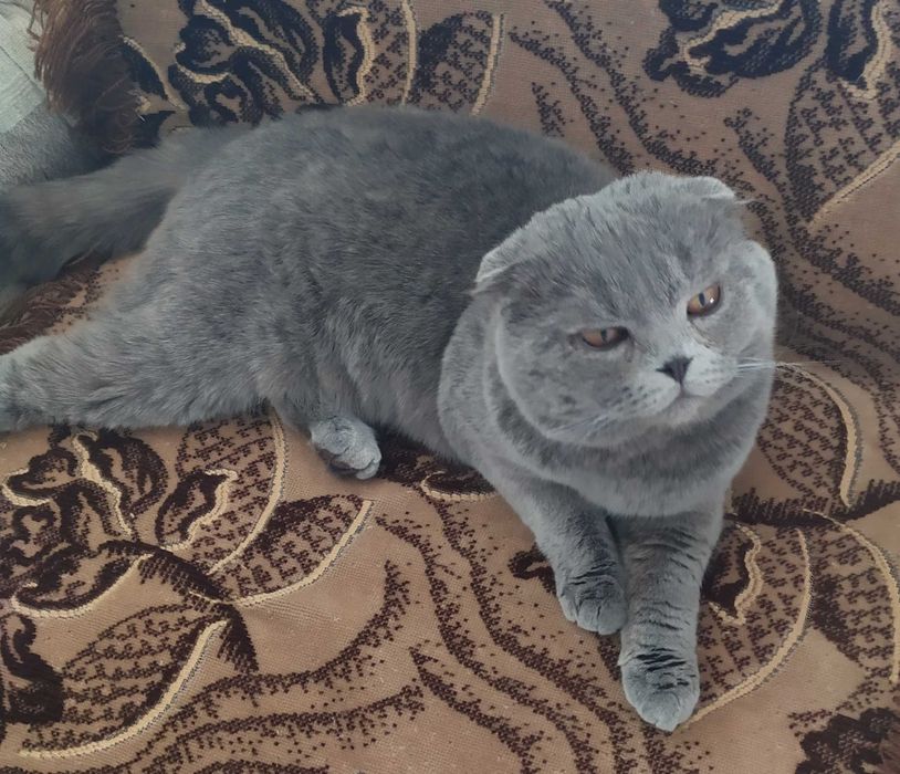 Висловухий кіт на в'язку.