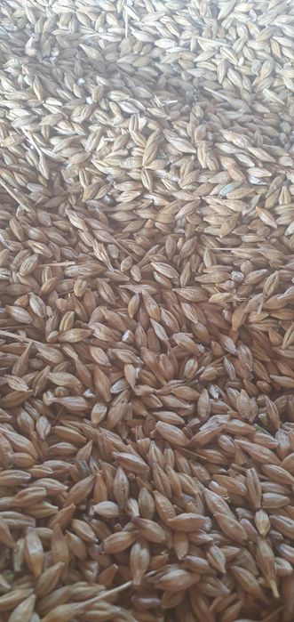 Jęczmień z  pszenicą