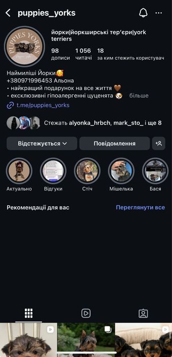 Міні йорк хлопчик – 2 місяці, шукає дім