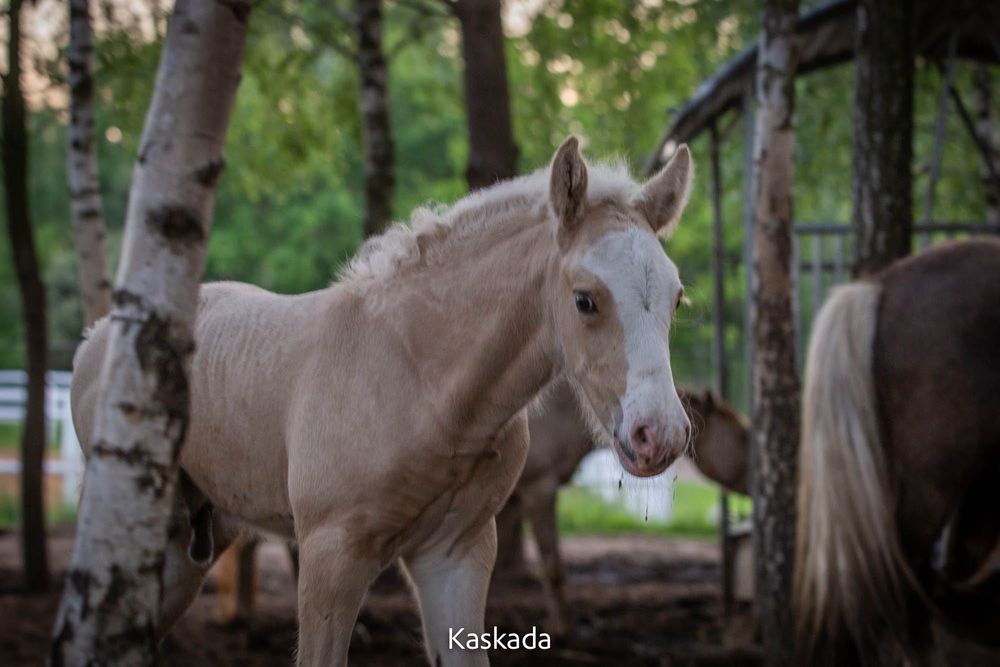 Likwidacja stada koni Gypsy Cob | nie tinker