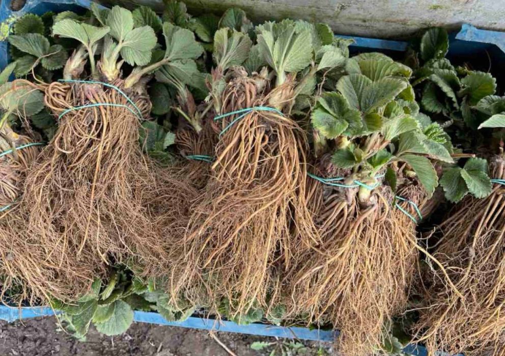 Копанка полуниці'касета'розсада