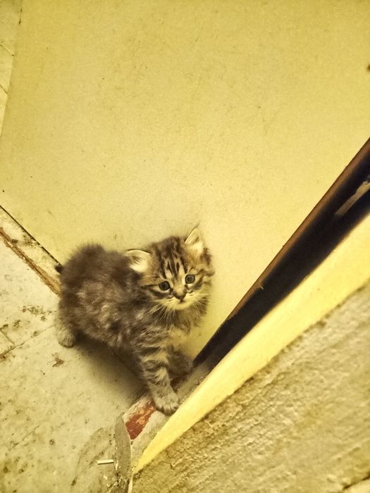 Кошенята,  дівчатка в хороші руки