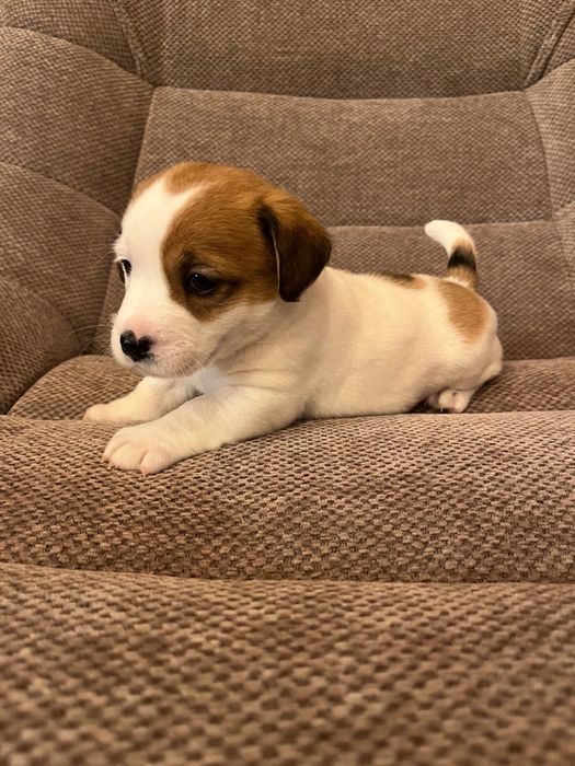 Szczeniaki Jack russell terrier