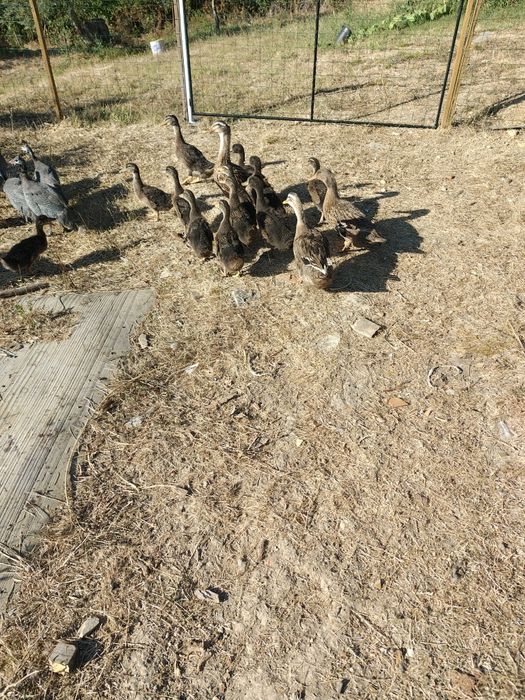 Patos  Rouen 2026