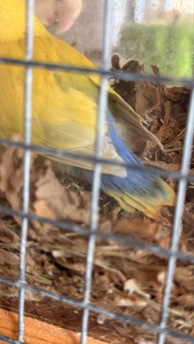 Vendo bebé agaponis , nasceu a 6 de Agosto , sem sexagem