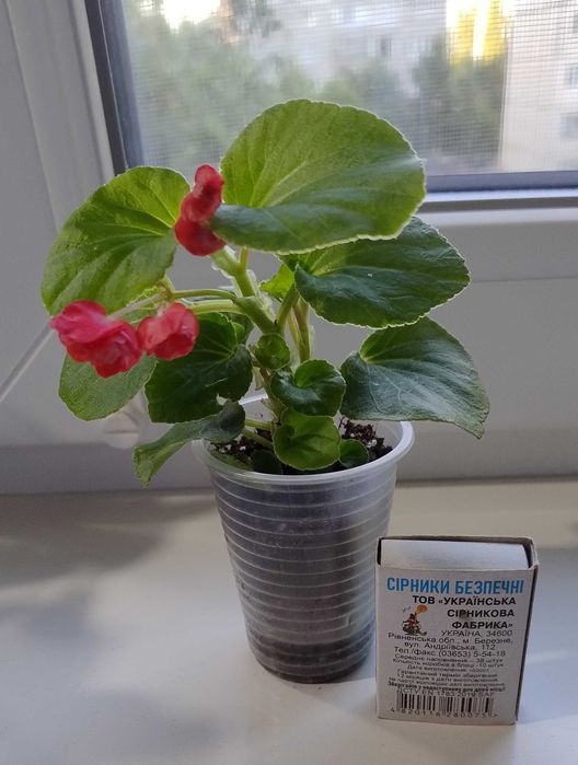 Бегония махровая вечноцветущая розовая, красная и белая