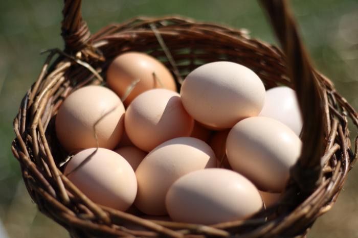 Продам інкубаційне яйце м’ясного бройлера