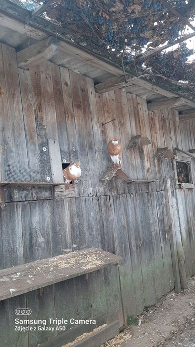 Garlacze Norwich i Pomorski