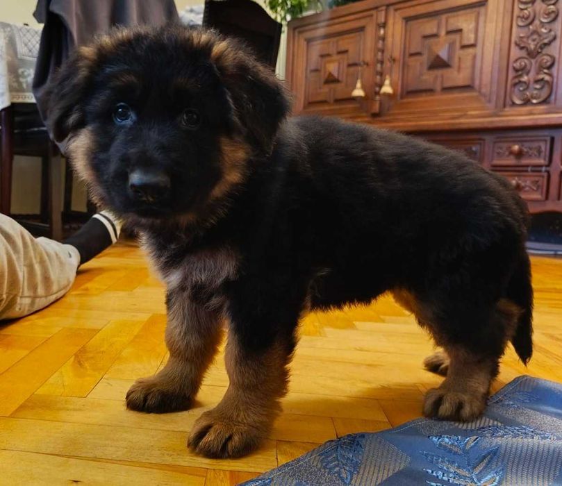 Owczarek niemiecki FCI długowłosy