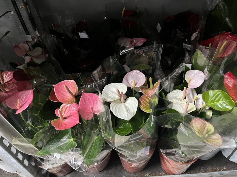 Гіпеаструм,спатифілум,антуріум,каланхоє,драцена Голден Коаст,ноліна,