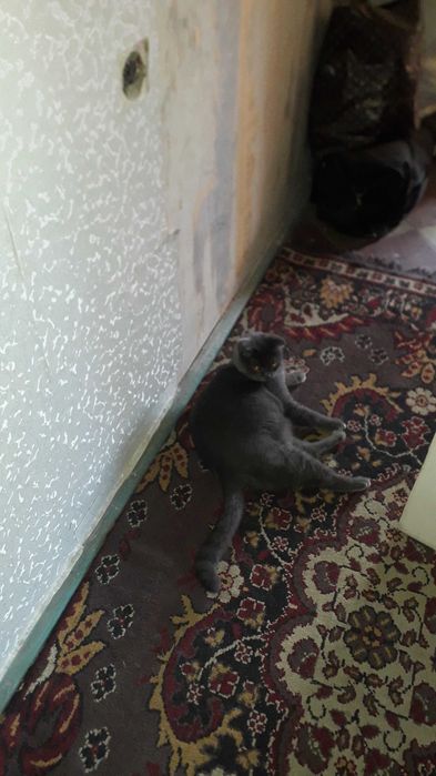 Отдам ухоженную кошечку