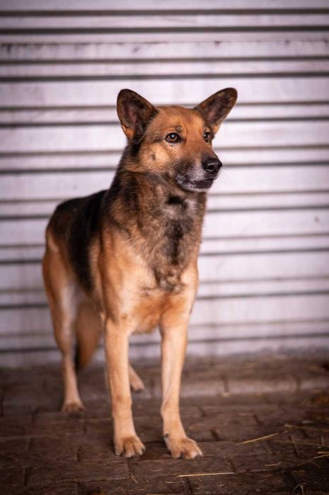 Simba - niezależny, dumny, wolny - pies do adopcji.